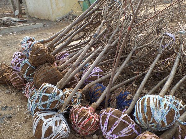 4公分櫻花裝車(chē)