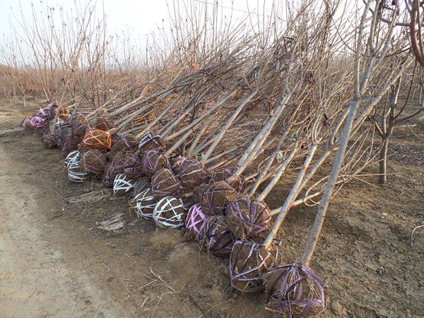 4公分櫻花裝車(chē)