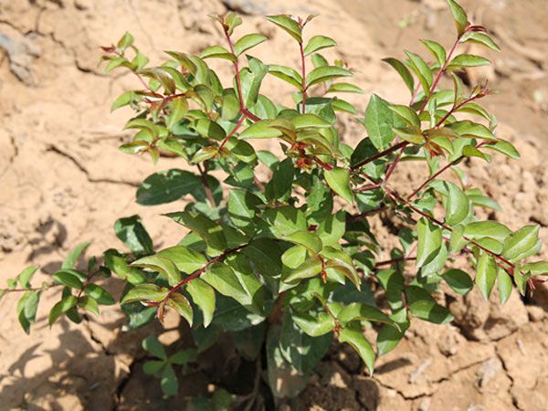 美國紅火箭紫薇