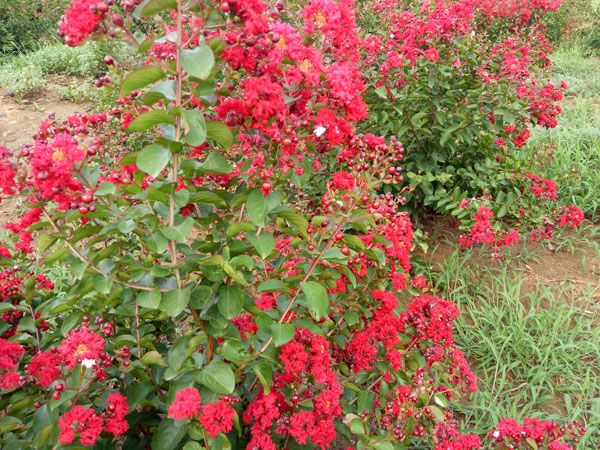 美國(guó)紅火箭紫薇