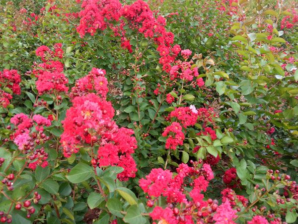 美國(guó)紅火箭紫薇