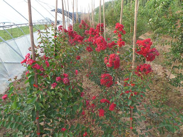 美國紅火箭紫薇