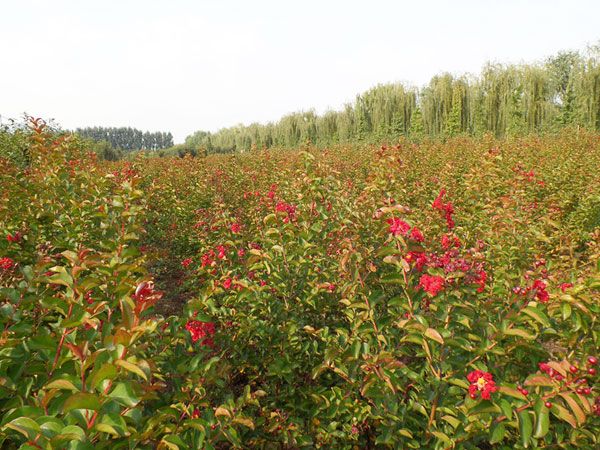 美國紅火箭紫薇