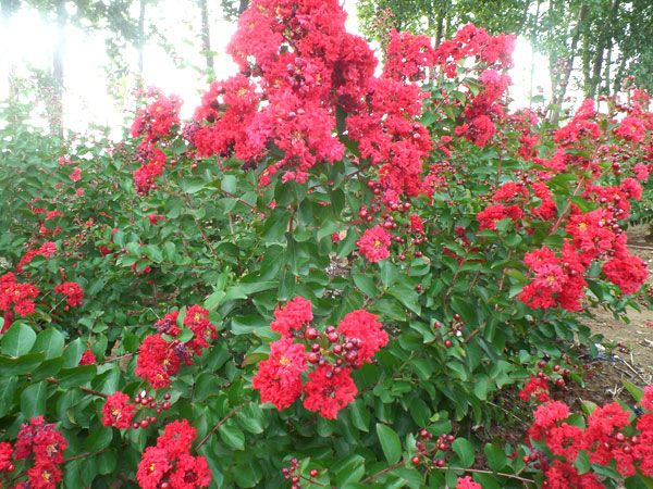 美國(guó)紅火箭紫薇