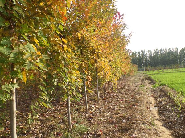 美國紅楓秋火焰