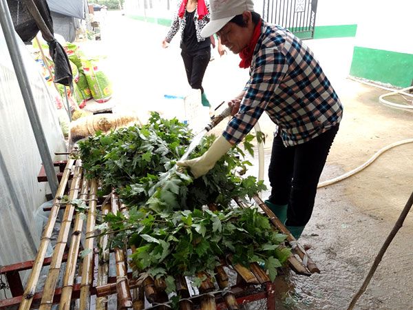 紅點(diǎn)紅楓扦插過程