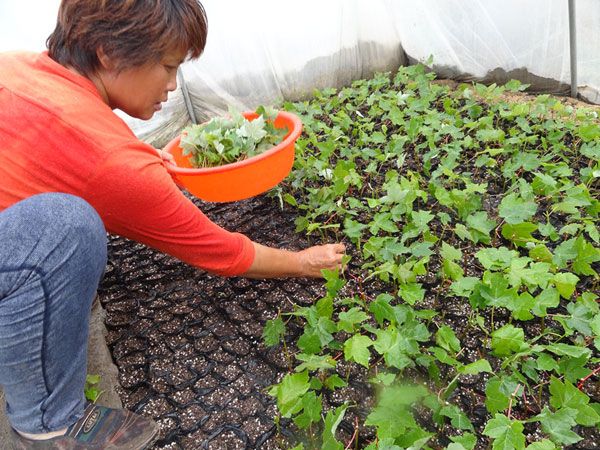 泰安金楓綠化淺談美國(guó)紅楓扦插季節(jié)