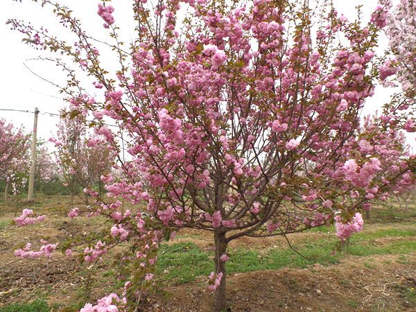 苗木種植土壤改良有哪些方法？