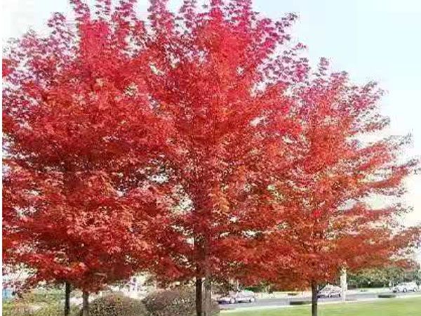 美國紅點(diǎn)紅楓